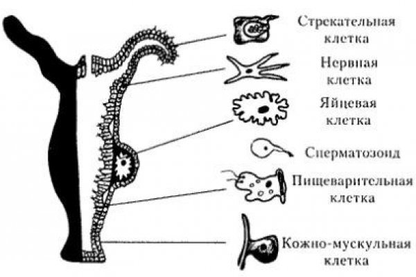 Kraken дарк магазин